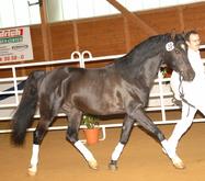 O'Bajan Nabil P à la Ferme du Cavallon