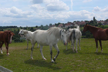 Contacter et comment trouver la Ferme du Cavallon