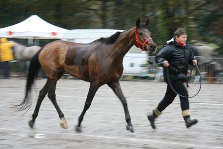 CEI** 130 km Pontchateau pour Farah du Cavallon