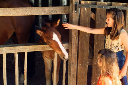 Prestations et tarifs de la pension pour chevaux à la Ferme du Cavallon