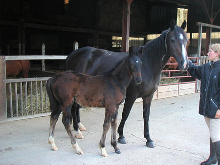 Prestations et tarifs de la pension pour chevaux à la Ferme du Cavallon