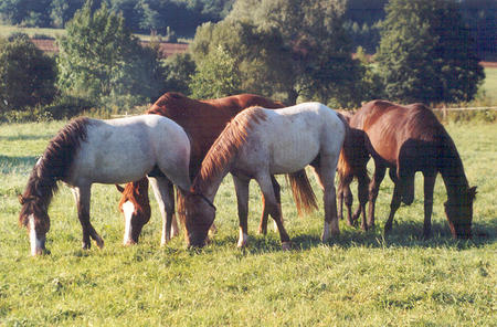Prestations et tarifs de la pension pour chevaux à la Ferme du Cavallon