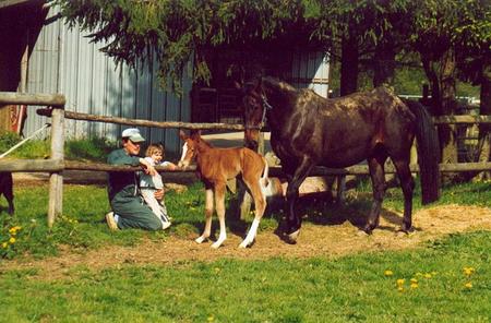 Prestations et tarifs de la pension pour chevaux à la Ferme du Cavallon