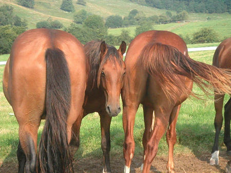 Pferdepflege in der Ferme du Cavallon