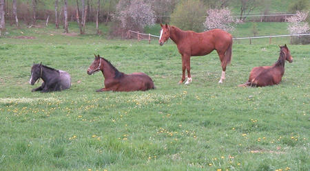 Pferdepflege in der Ferme du Cavallon