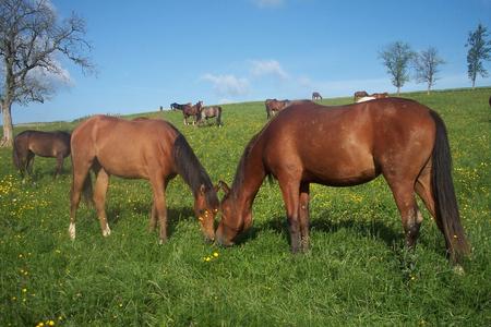 Soins aux chevaux en pension à la Ferme du Cavallon