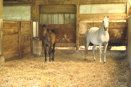 Structures d’accueil des chevaux en pension à la Ferme du Cavallon