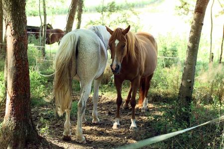 Structures d’accueil des chevaux en pension à la Ferme du Cavallon