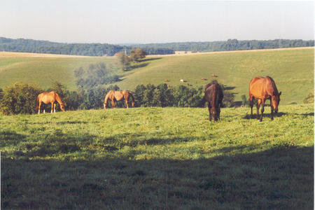 Structures d’accueil des chevaux en pension à la Ferme du Cavallon